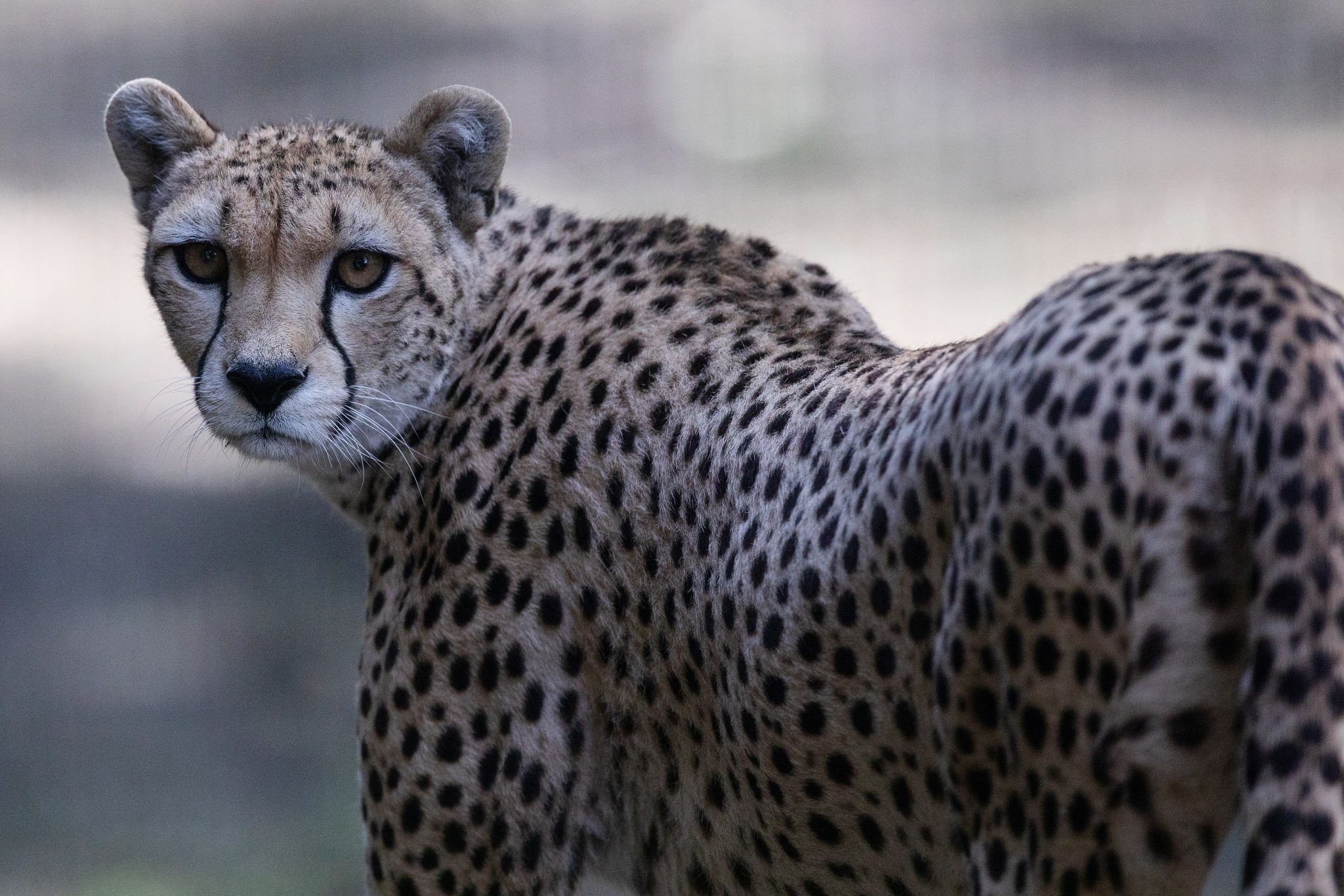 Northeast African cheetah - Dublin Zoo