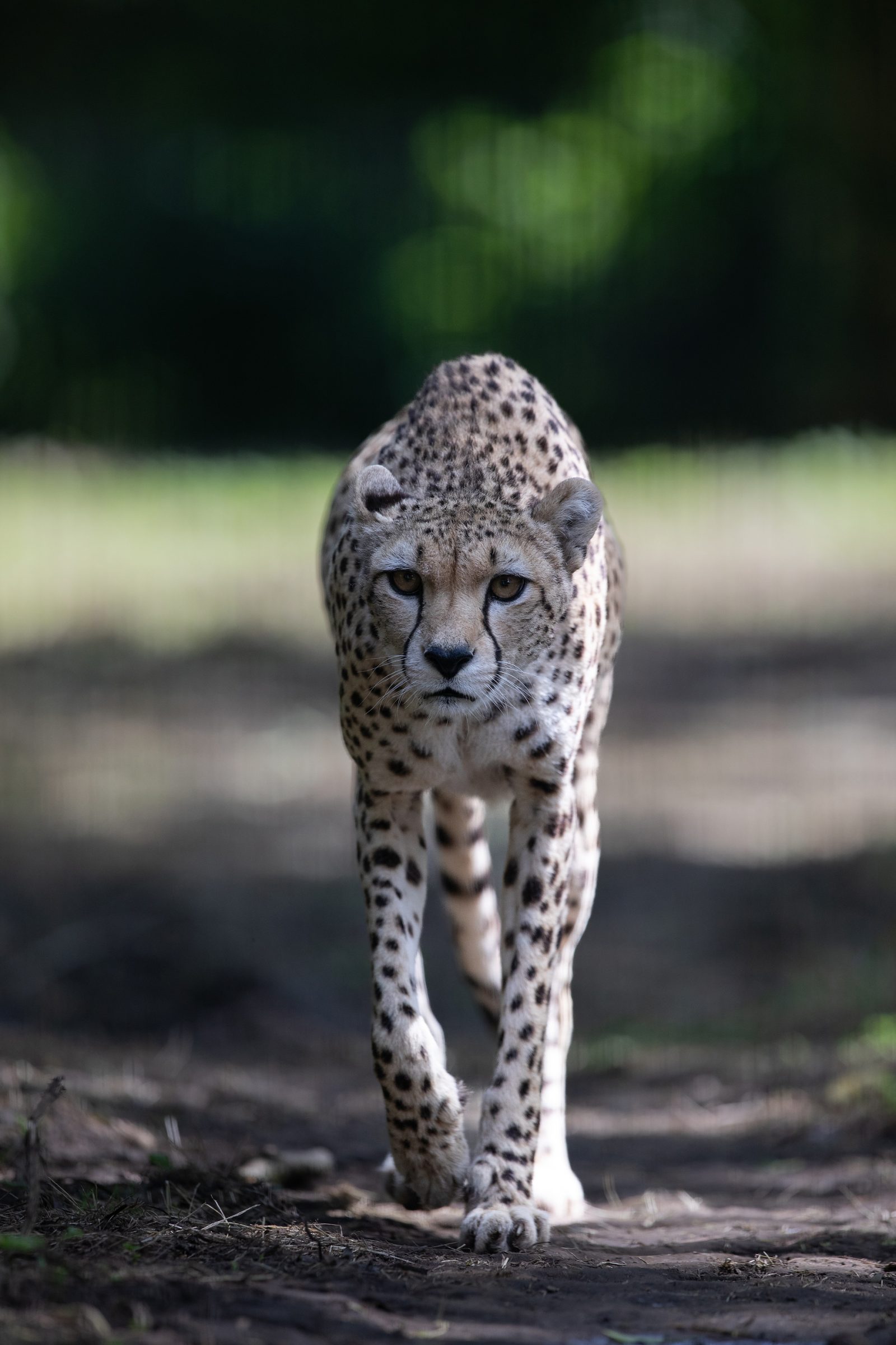 Big Cat, Spotted! Dublin Zoo welcomes first cheetah arrival since 2004 ...