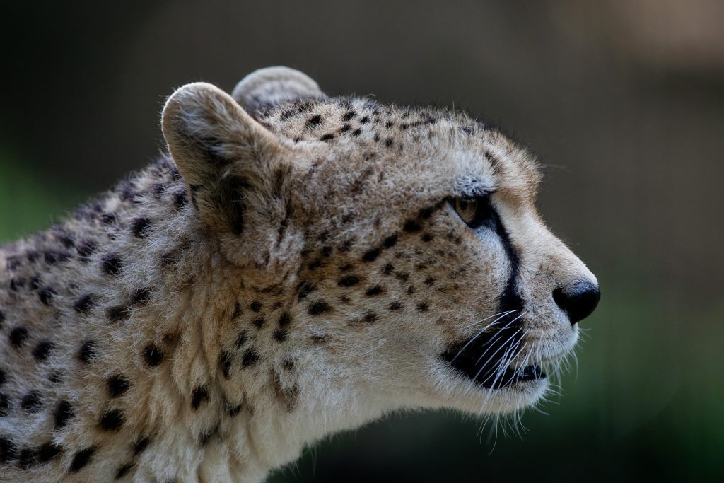 Northeast African cheetah - Dublin Zoo