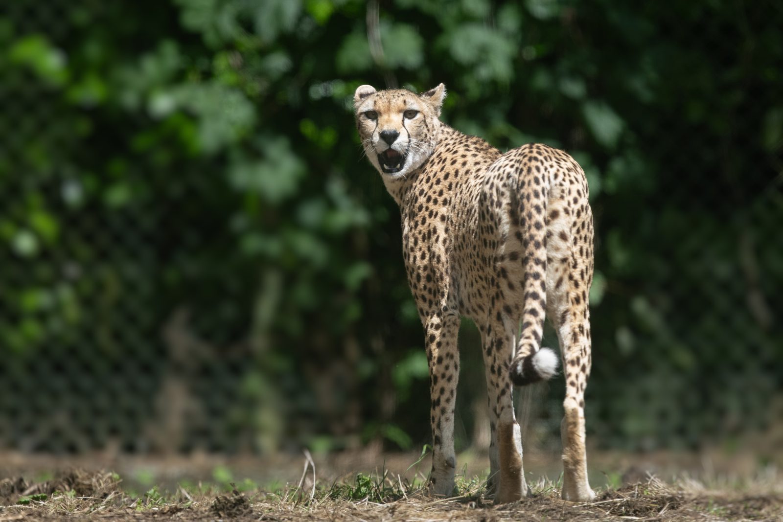 Northeast African cheetah - Dublin Zoo