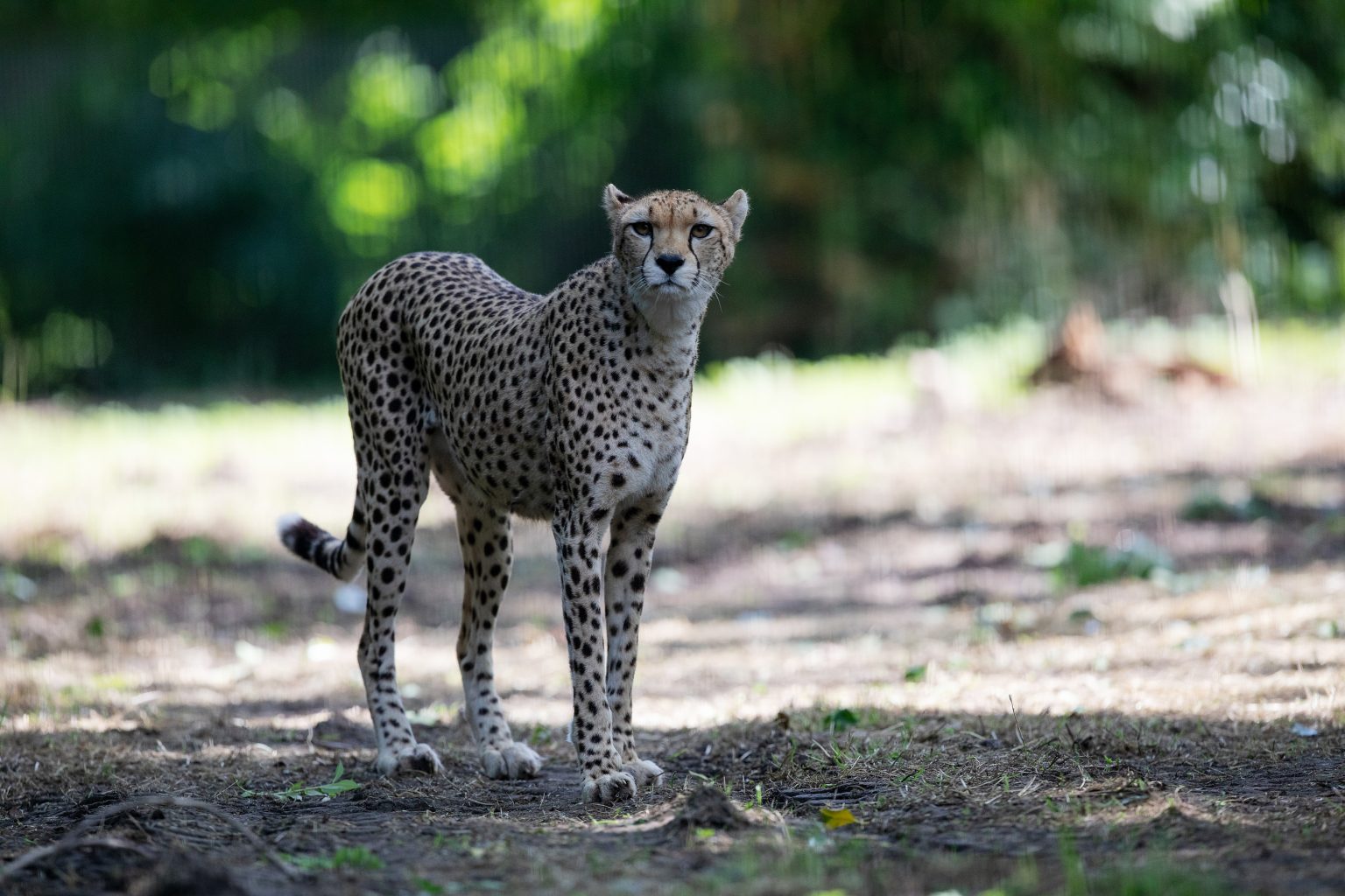 Big Cat, Spotted! Dublin Zoo welcomes first cheetah arrival since 2004 ...